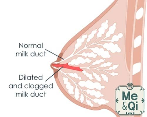 milk duct